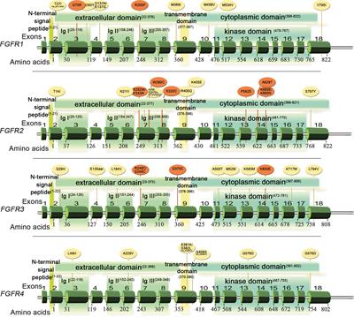 Fibroblast Growth Factor Receptor 1-4 Genetic Aberrations as Clinically Relevant Biomarkers in Squamous Cell Lung Cancer